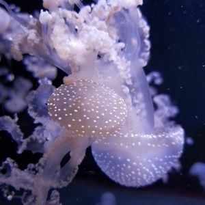 Meet your Posher, Addison